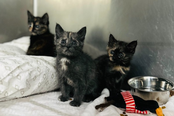 Newborn Kitten Supplies | Dedman Foundation, Inc | BetterWorld