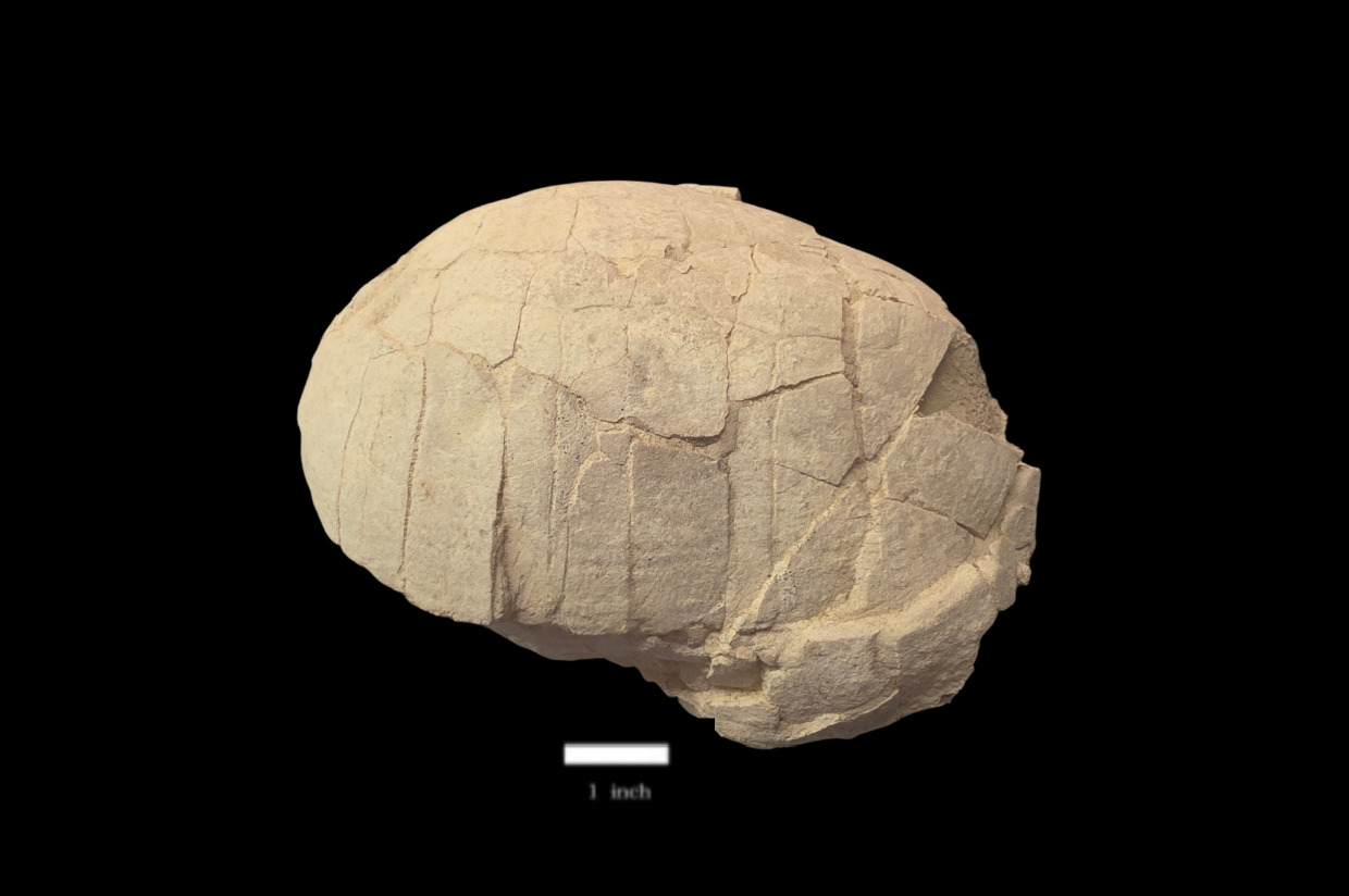 Fossil Trtle Shell Fossilzed Turtle Shell — 2026 NCFossilFest Auction — Aurora Fossil ...