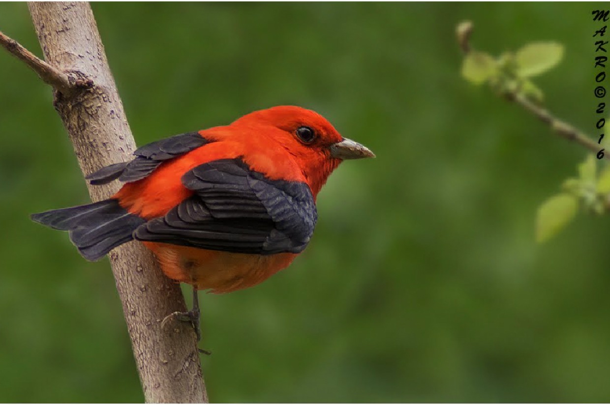 A Bird Walk in Prospect Park with Martha photo