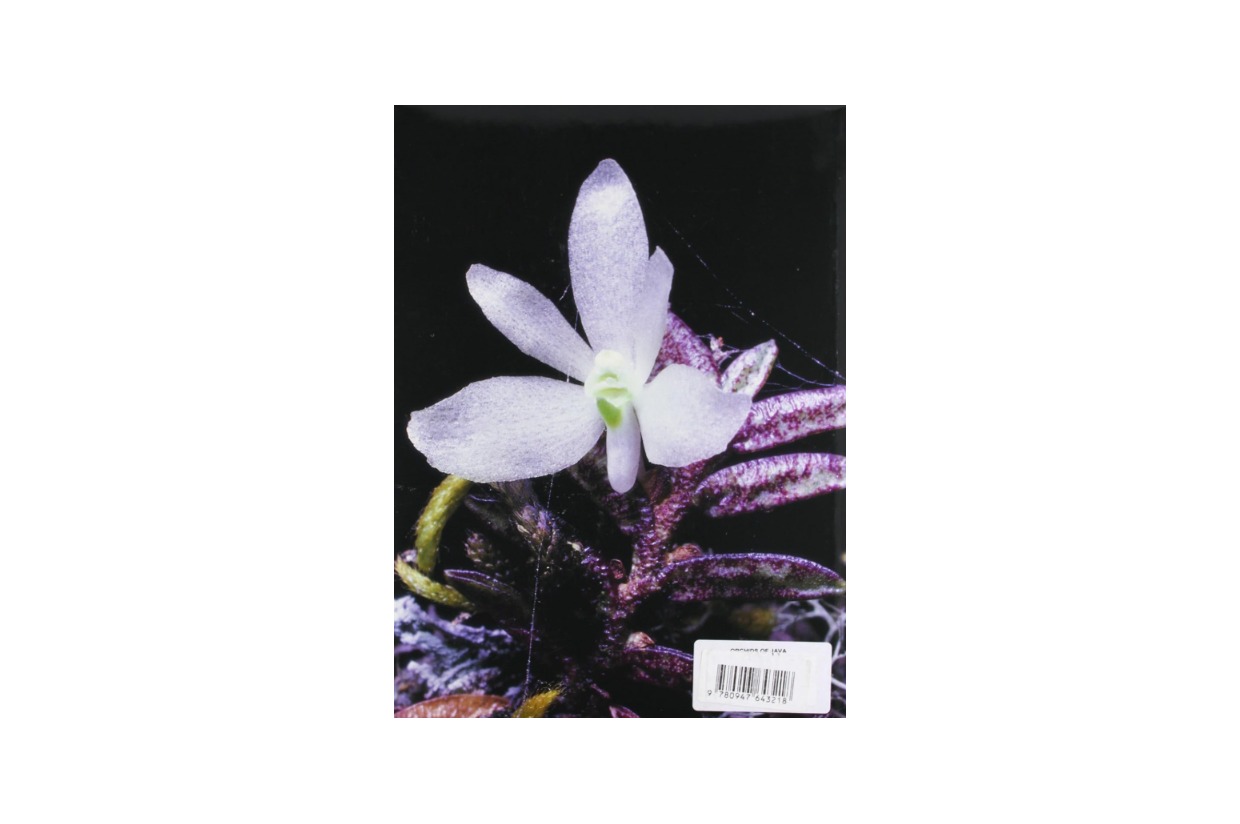 Orchids of Java — American Orchid Society Fall 2026 auction — AOS ...