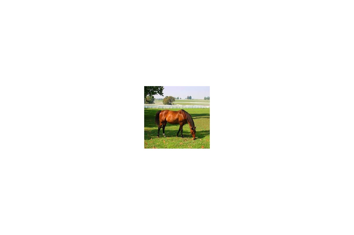 Kentucky Horse Park Experience for 4 2024 50th Anniversary Celebration Auction Pinson