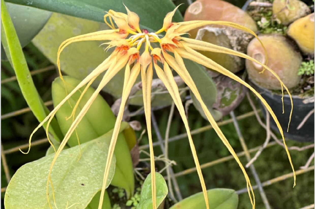 Bulbophyllum Lion King (medusae x mastersianum). | American