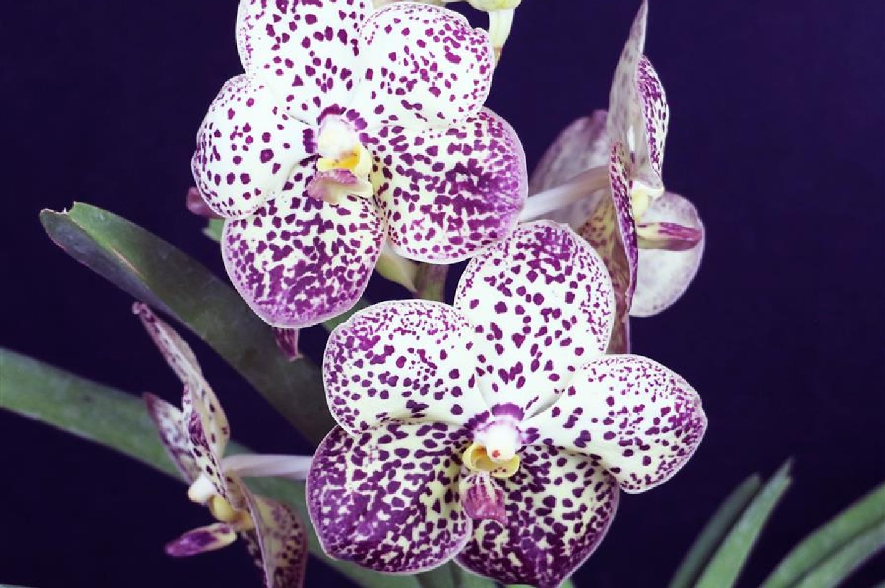 Vanda Pintuwadee 'Miss Coco Chanel' AM/AOS — American Orchid