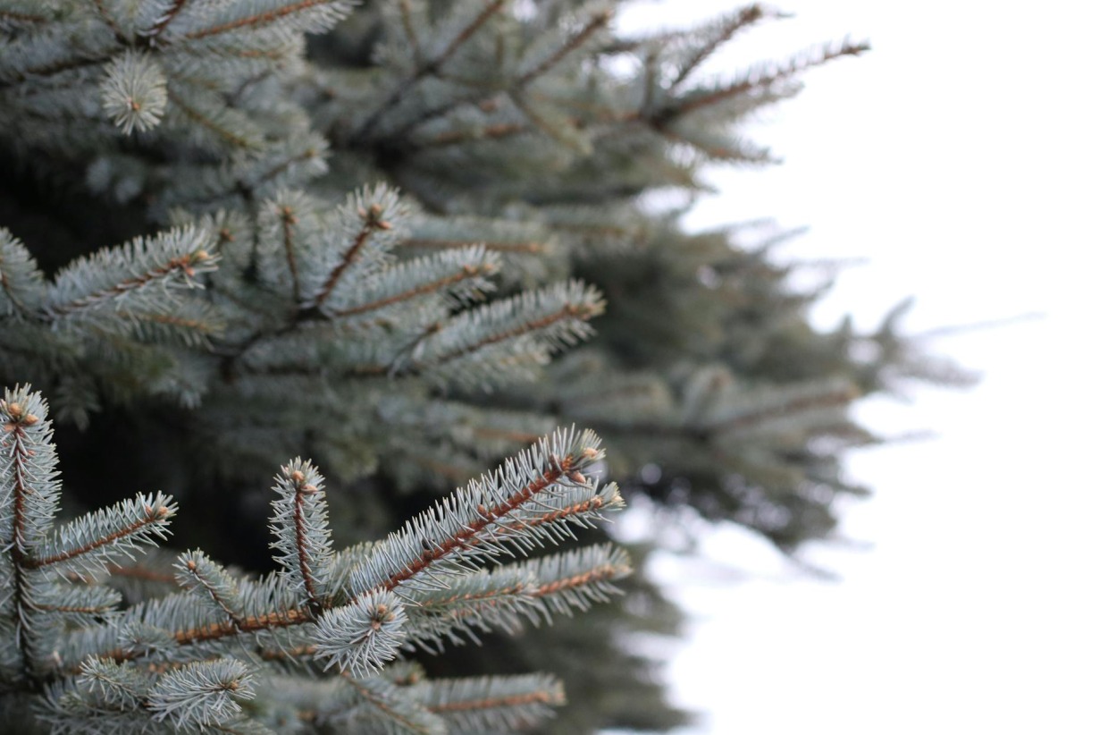Cut Your Own Homegrown Christmas Tree Grown By Mark Fisher | CCSC ...