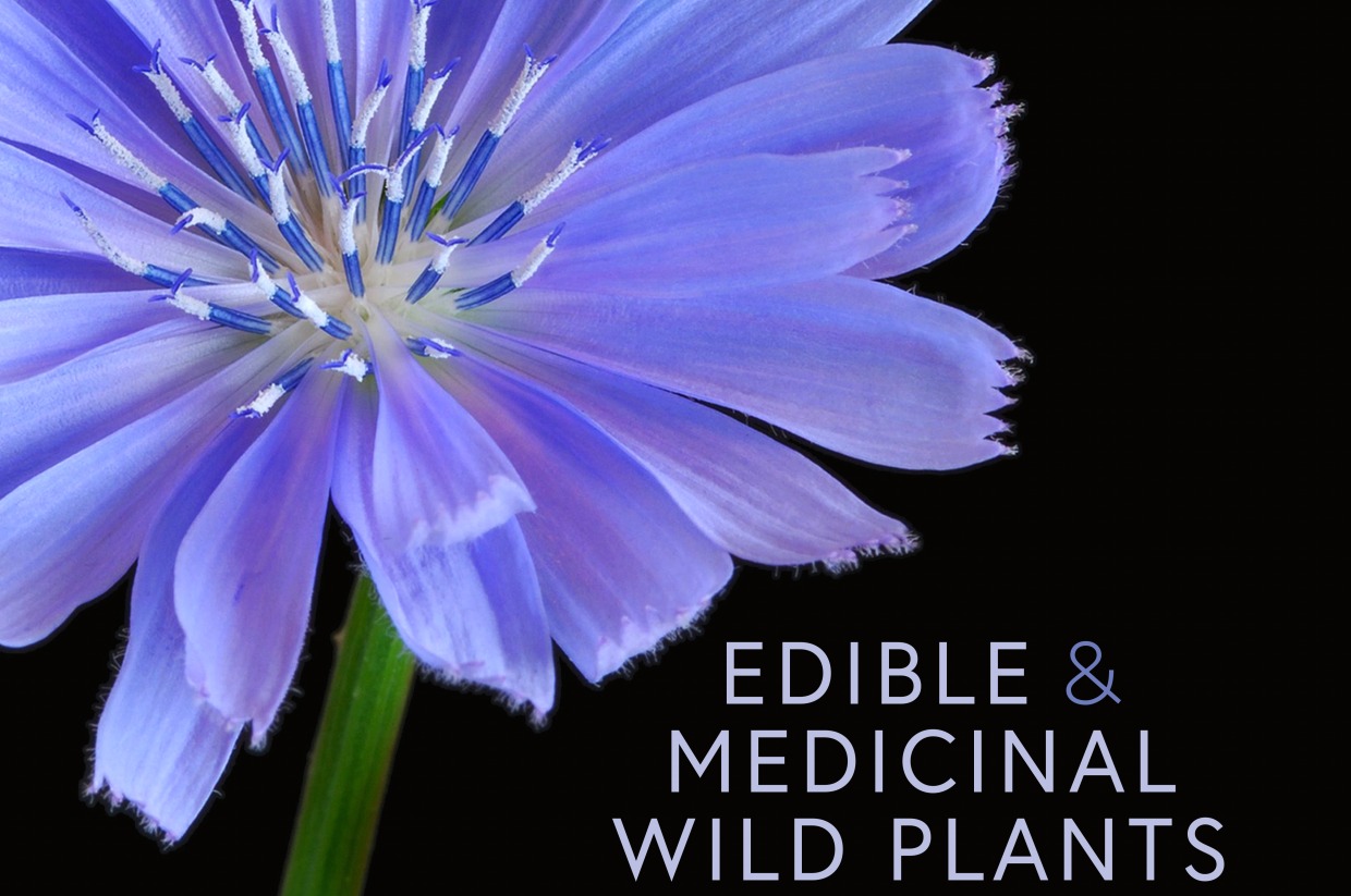 Edible & Medicinal Wild Plants of the Midwest book North Country Herbalist Guild Annual