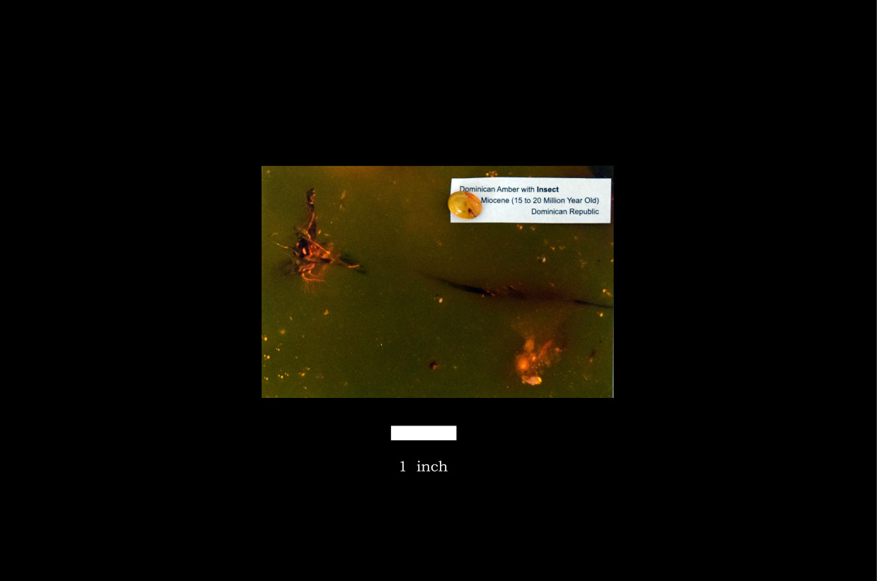 Dominican Amber with Insect [1] — 2026 NCFossilFest Auction — Aurora ...