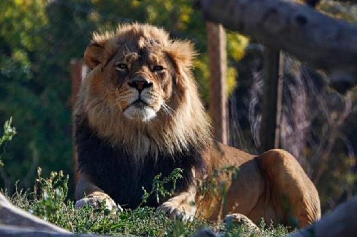 Hogle zoo map - ZooChat, image size:1240x824