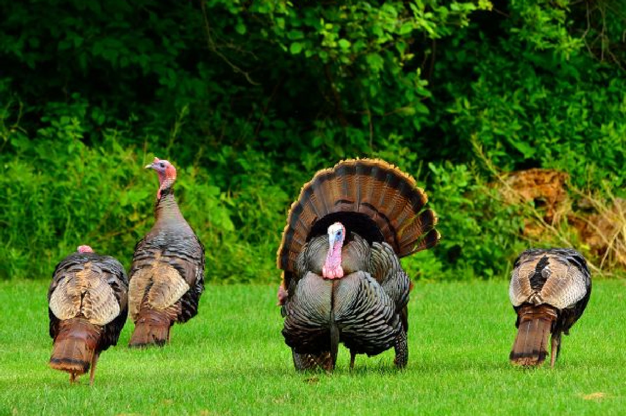 Turkey Hunt Three Rivers Land Trust Year End Auction Three Rivers
