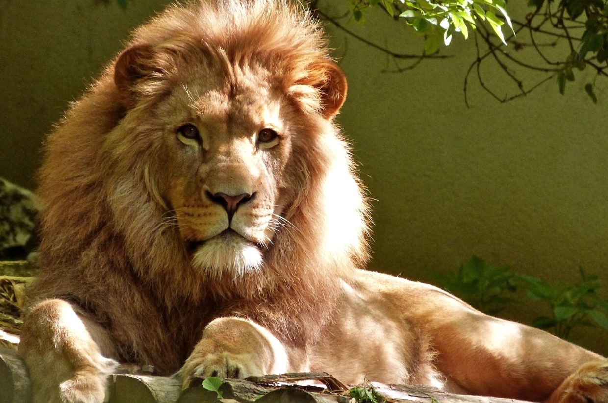 fort-worth-zoo-tickets-pickleball-silent-auction-lovepacs