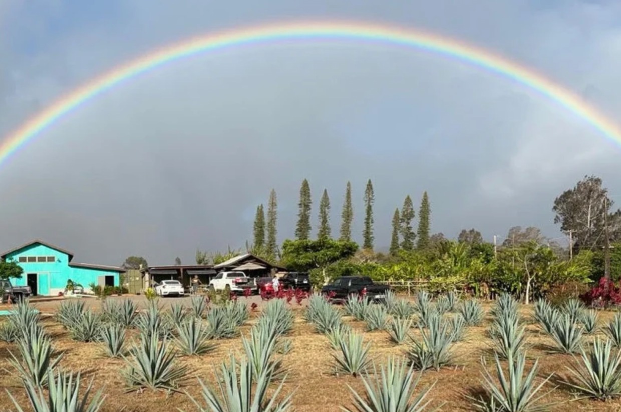 Exp 2 Certificate for Deluxe Tour and Tasting for 5 People, Waikulu Distillery, Maui Whale