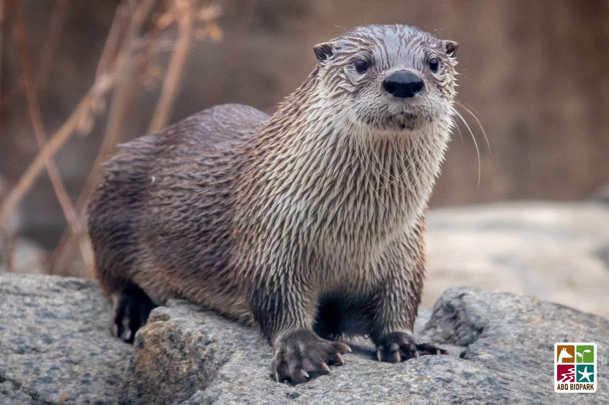 Name a Baby Otter | New Mexico BioPark Society Online Auction | New