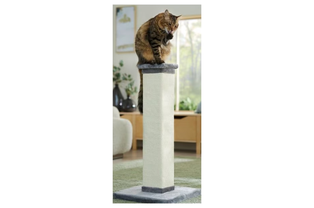 The Frisco Cat Scratching Post Crusade for Community Cats! Feline